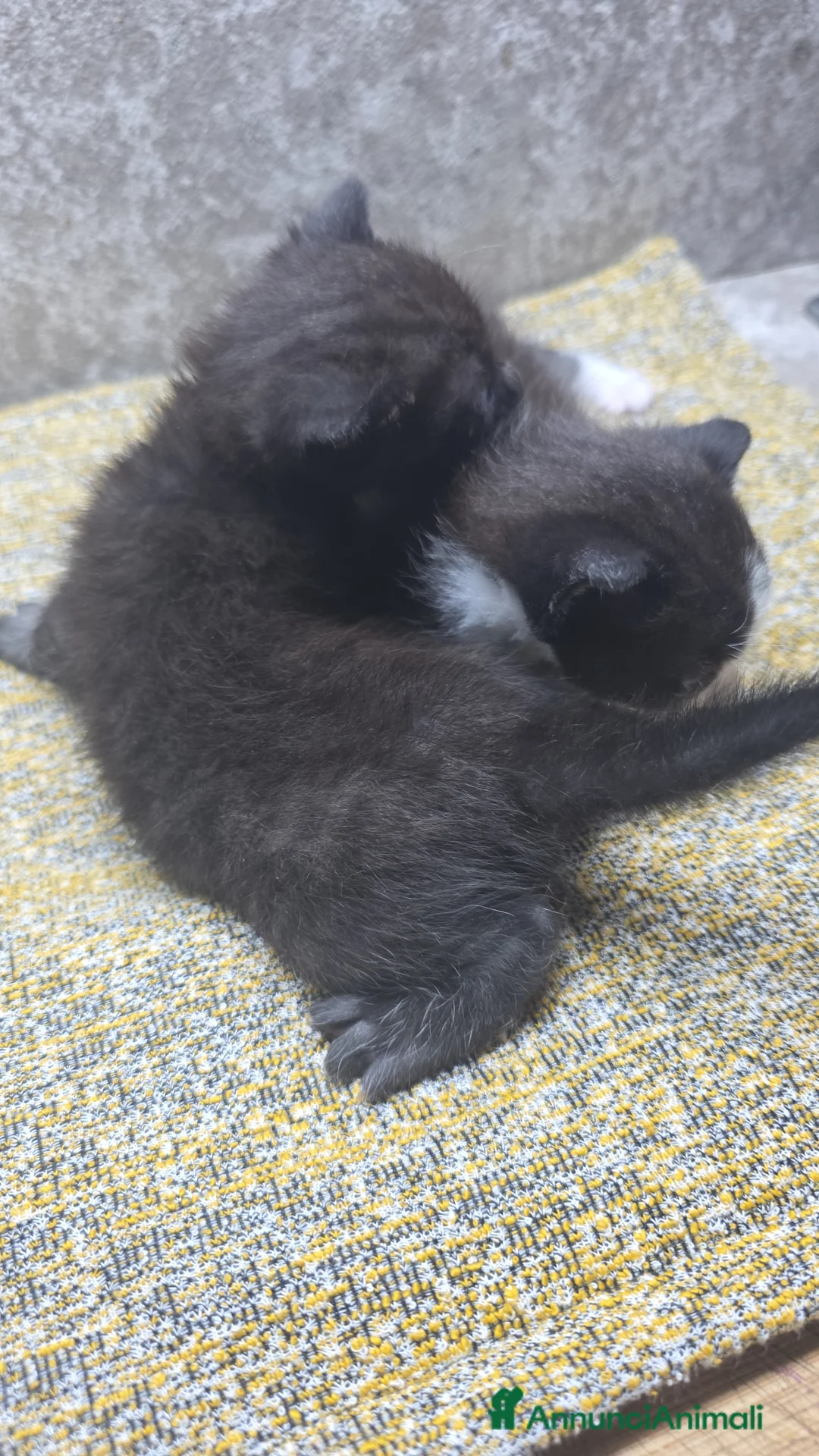 Meticcio gatti in regalo: Bellissime gattine cercano casa - Annuncio 6