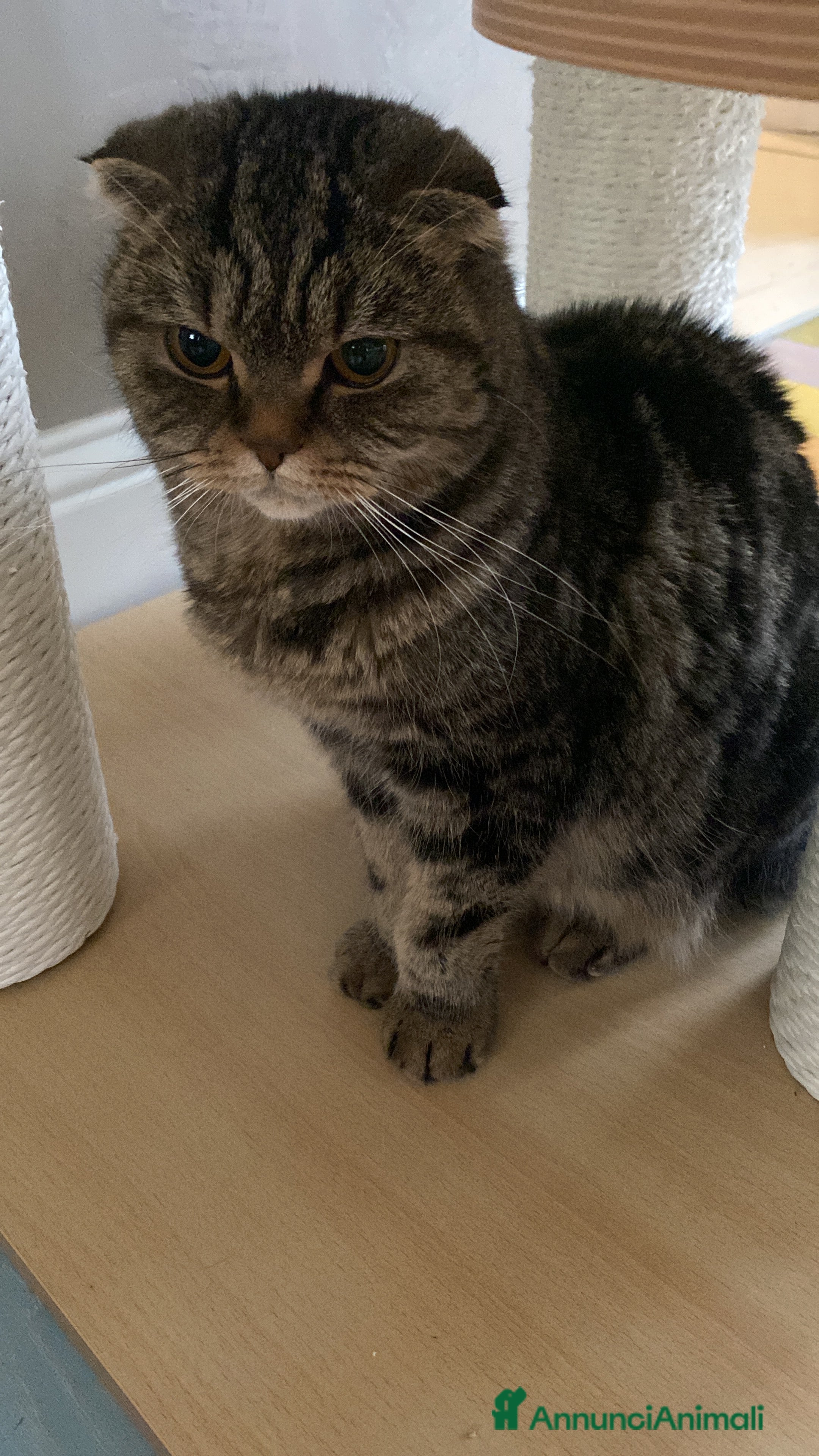 Scottish gatti Vendo bellissima Scottish Fold - Annuncio 1