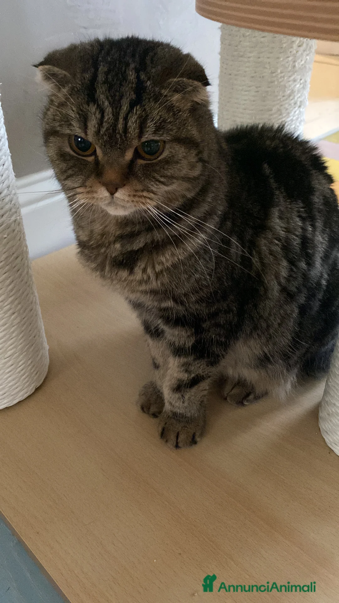 Scottish gatti in vendita: Vendo bellissima Scottish Fold - Annuncio 1