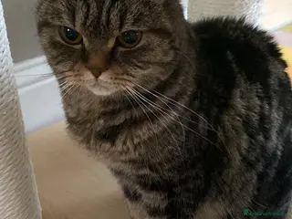 Scottish gatti Vendo bellissima Scottish Fold - Annuncio 10