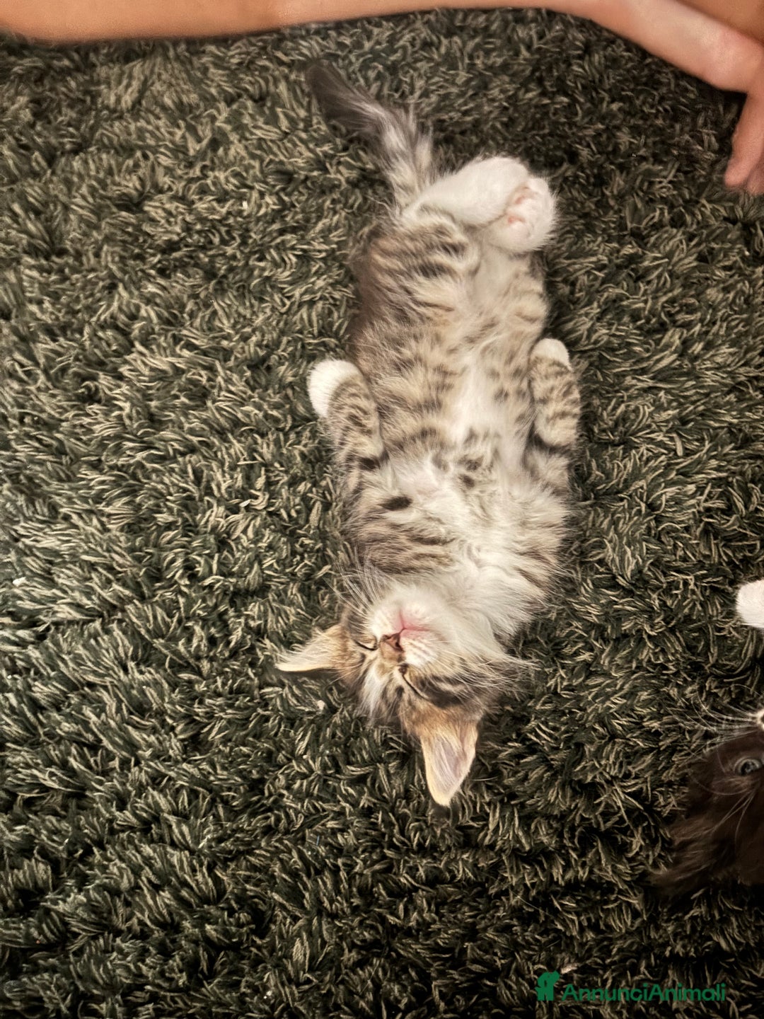 Maine Coon gatti in vendita: Cuccioli di Maine coon a Provincia di Mantova - Immagine 6