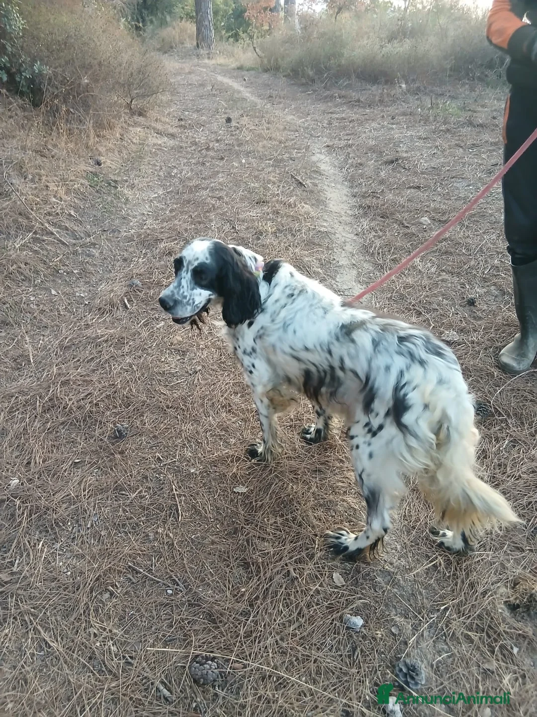 Setter Inglese cani in regalo: Splendido Setter Inglese - JACK - Annuncio 4