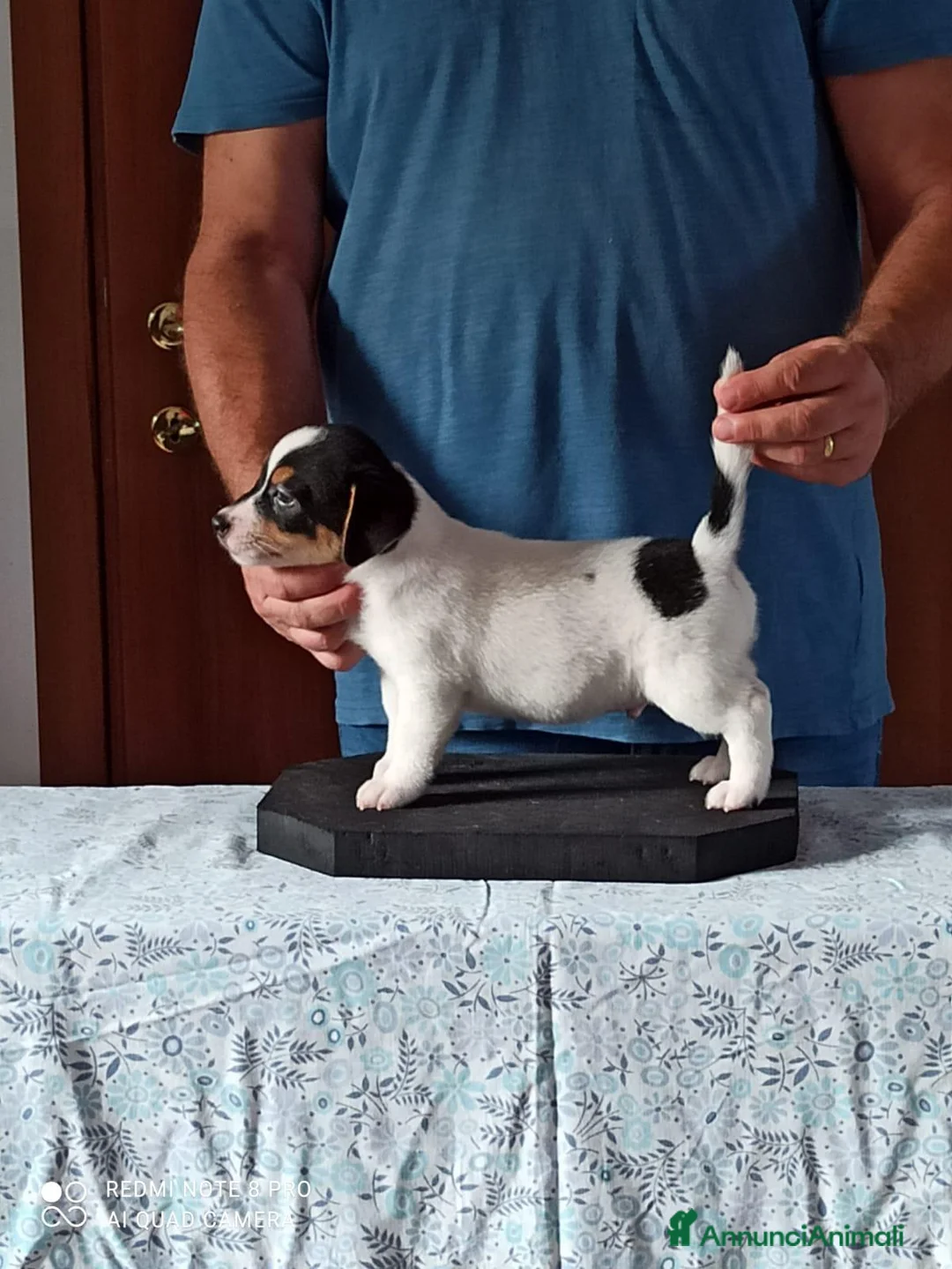 Jack Russell cani in vendita: Cuccioli Jack Russell terrier con pedigree  - Annuncio 9
