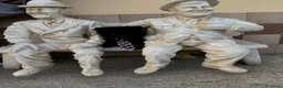 Spitz cani in vendita: Spitz tedesco  - Annuncio 5