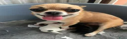 Chihuahua cani in vendita: Cuccioli di chihuahua  - Annuncio 12