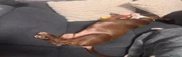 American Staffordshire cani in vendita: Cucciolo di amstaff  a Provincia di Treviso - Annuncio 8