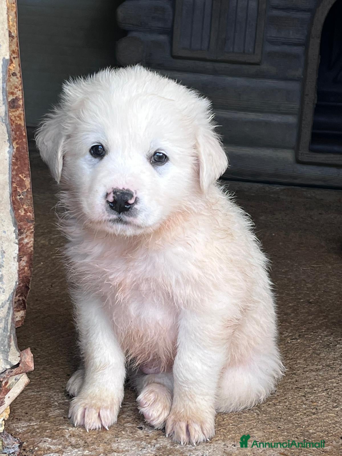 Meticcio cani Cuccioli simil maremmano  - Annuncio 25