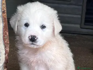 Meticcio cani Cuccioli simil maremmano - Annuncio 25