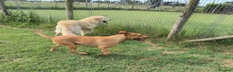 Pitbull cani in regalo: AGATA, meravigliosa Pitt color fulvo - Annuncio 2