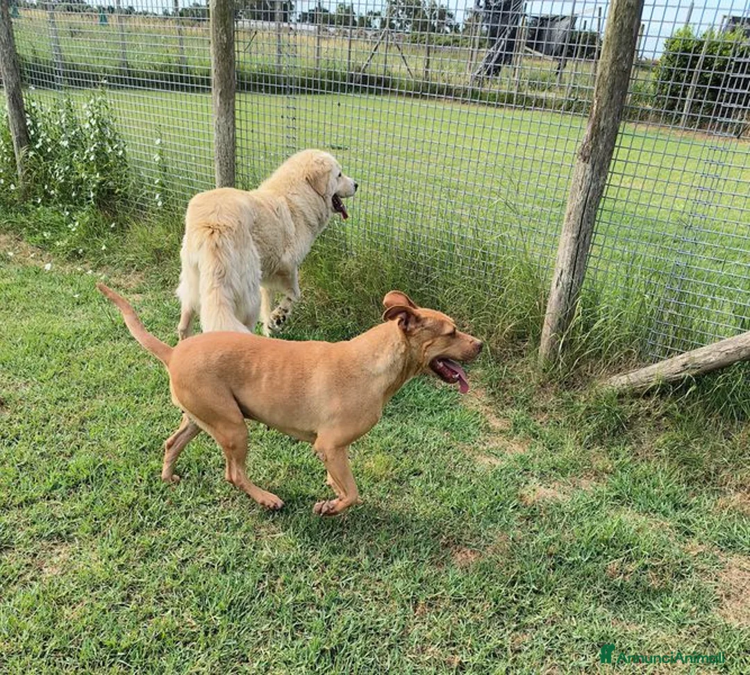 Pitbull cani in regalo: AGATA, meravigliosa Pitt color fulvo - Annuncio 2
