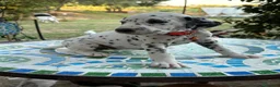 Dalmata cani in vendita: Cuccioli di Dalmata - Annuncio 22