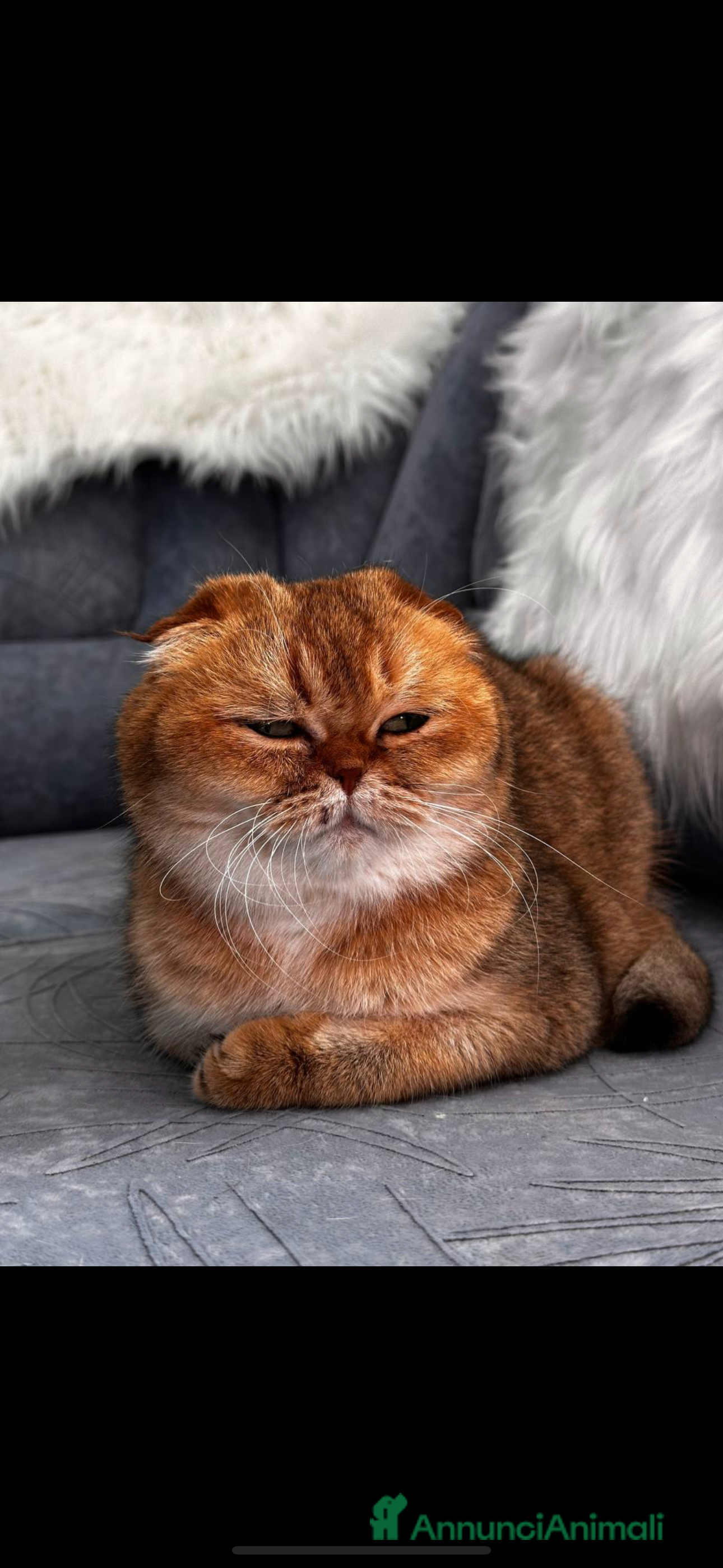 Scottish gatti Scottish straight gold - Annuncio 8