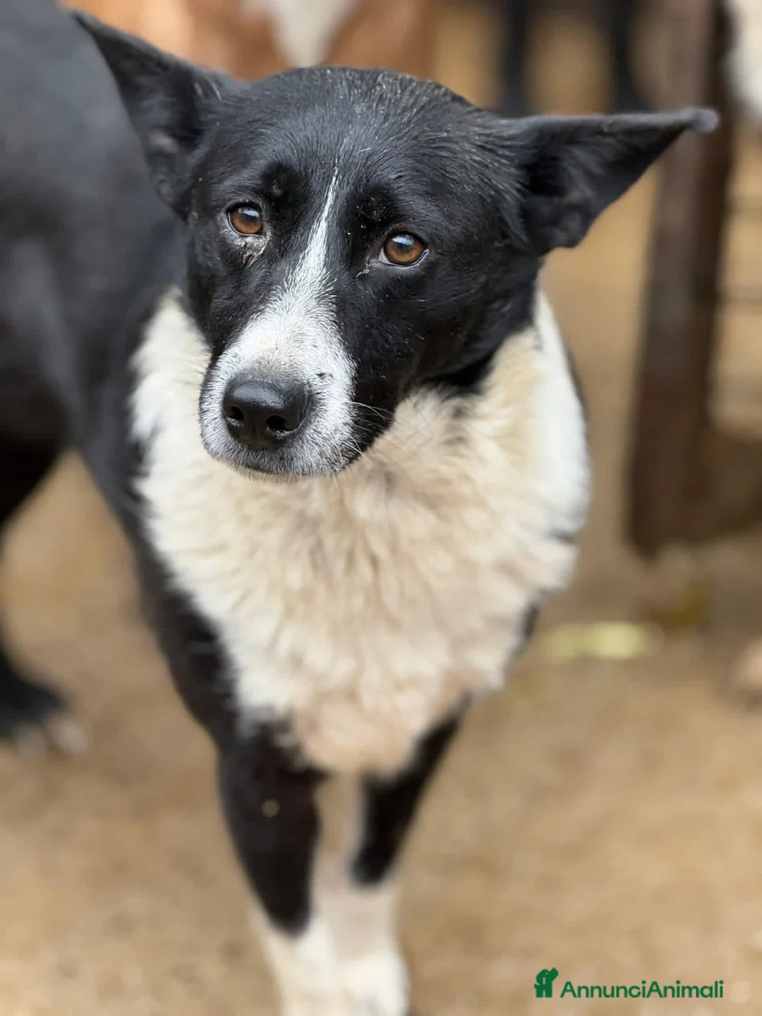 Meticcio cani in regalo: TESSA, bellissima coccolona in canile! - Annuncio 7