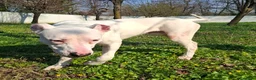 Dogo Argentino cani in regalo: ALBINO DOGO ARGENTINO - Annuncio 16