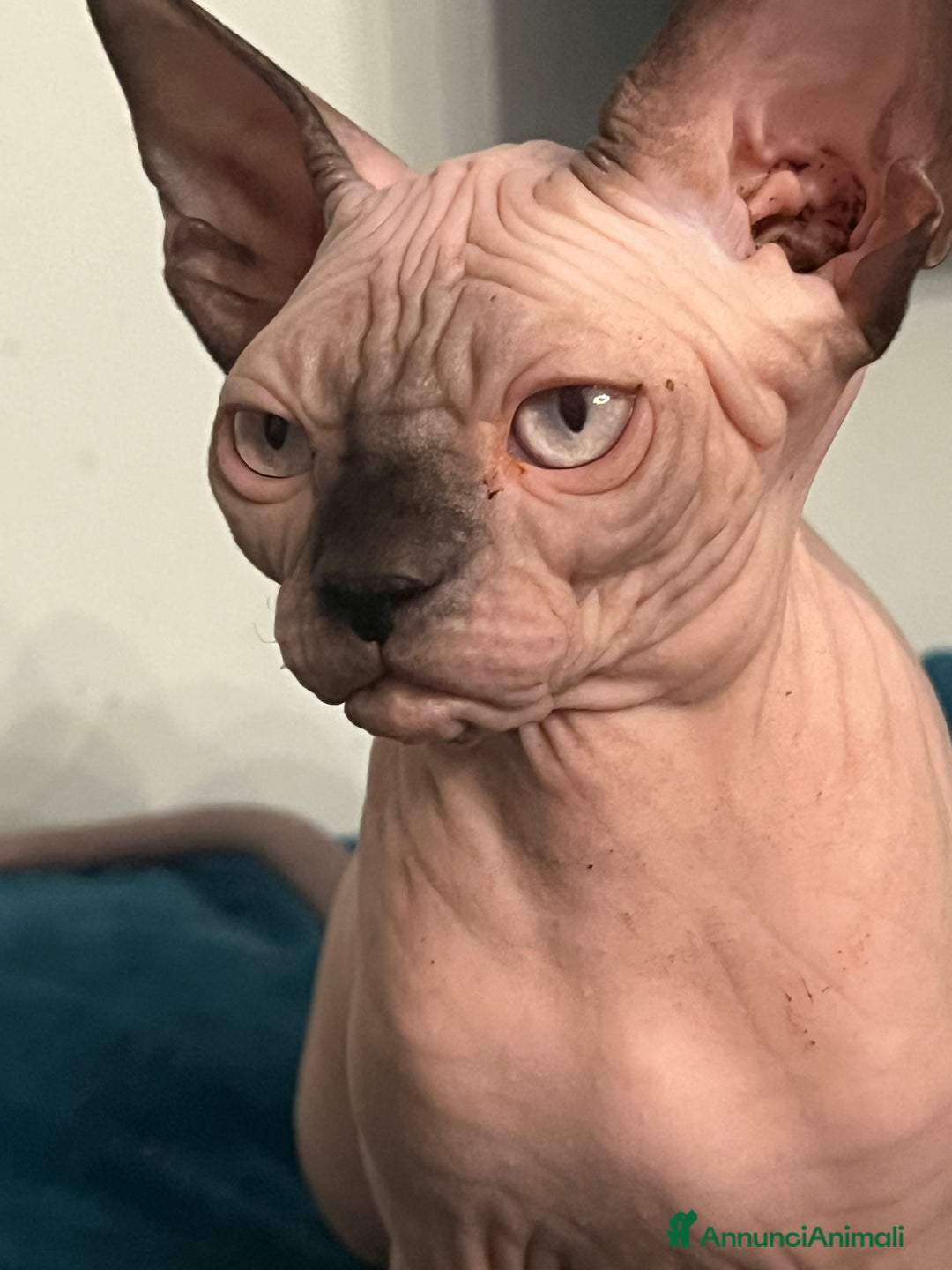 Sphynx gatti in vendita: Sphynx  a Città metropolitana di Roma Capitale - Annuncio 5