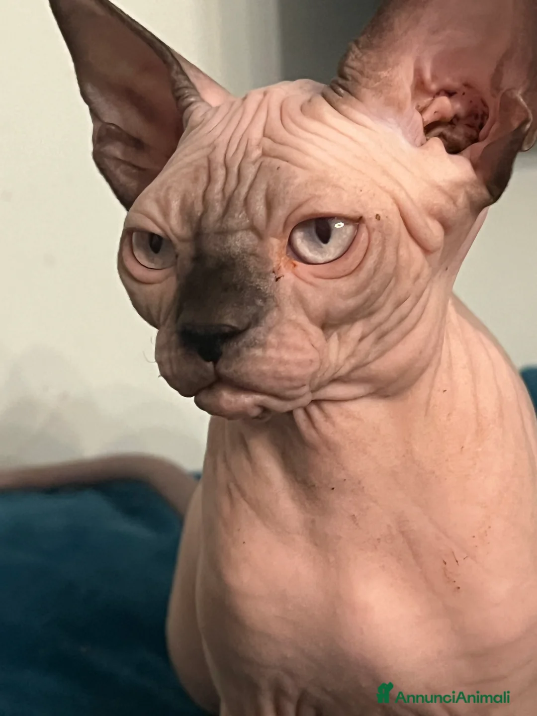 Sphynx gatti in vendita: Sphynx  a Città metropolitana di Roma Capitale - Annuncio 5