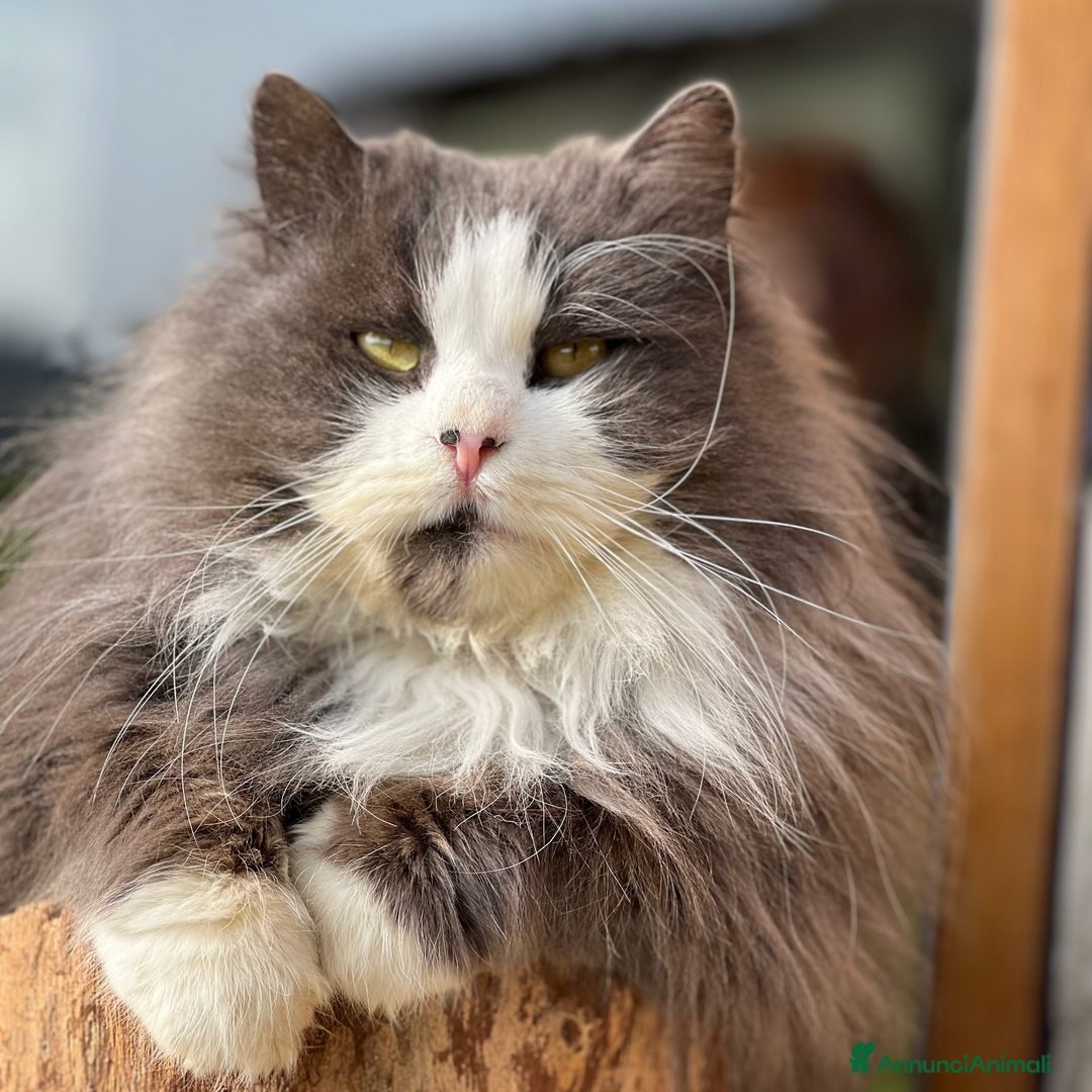 Immagine della galleria {{count}}