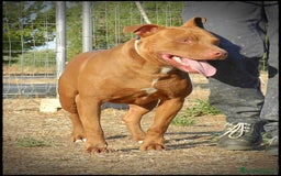 Pitbull cani in regalo: Pasha pit superbravo a Città metropolitana di Milano - Immagine 18