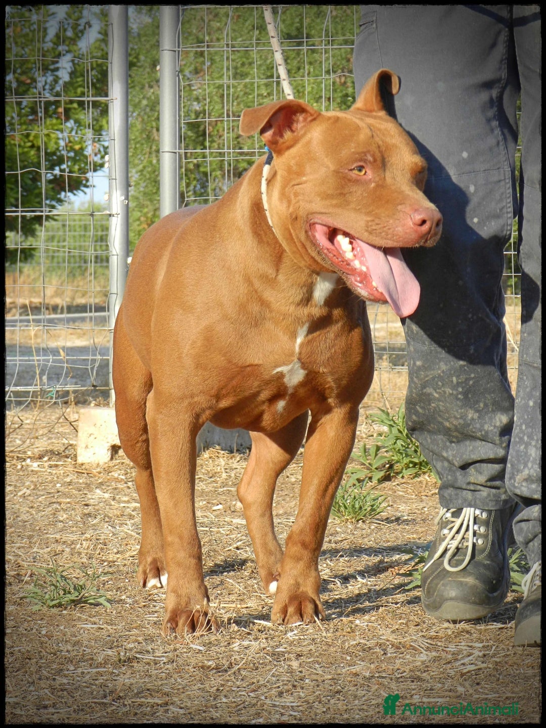 Pitbull cani in regalo: Pasha pit superbravo a Città metropolitana di Milano - Immagine 18