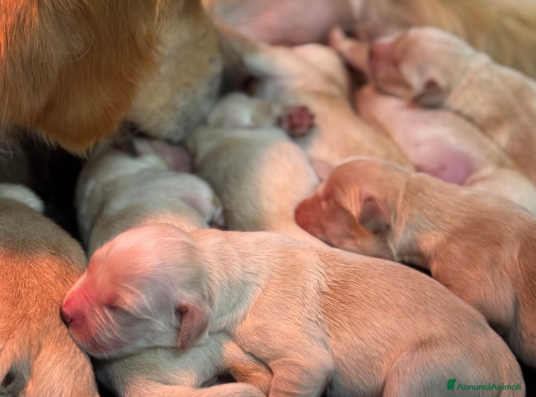 Golden Retriever cani in vendita: Cuccioli Golden Retriever - Annuncio 3