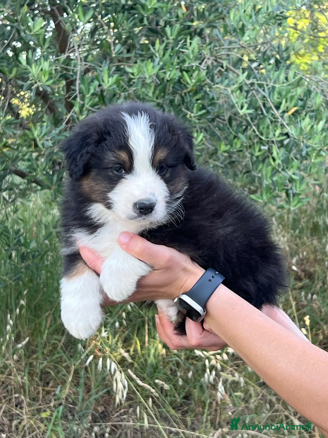 Australian Shepherd cani in vendita: Cuccioli di Pastore Australiano  a Provincia di Forlì-Cesena - Annuncio 6