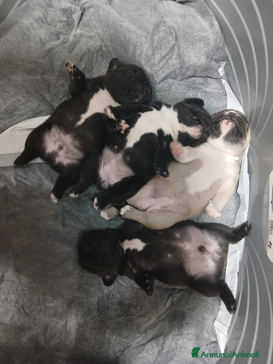 Bulldog Francese cani in vendita: Bulldog francese  - Annuncio 2