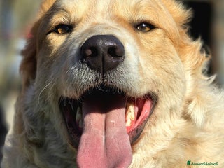 Meticcio cani QUINCY HA BISOGNO DI UNA SVOLTA ALLA SUA VITA - Annuncio 4