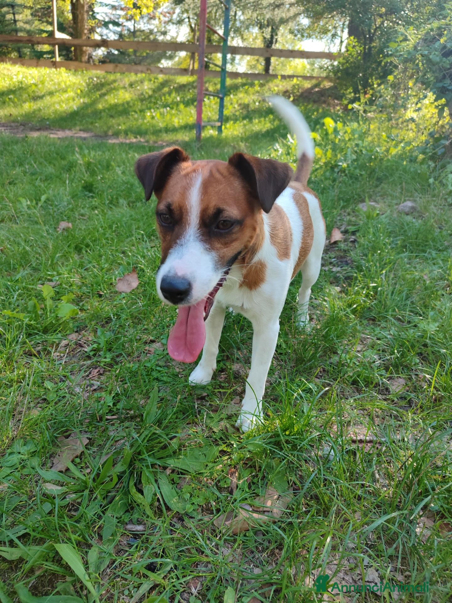 Jack Russell cani Jack Russel cerca femmina per monta - Annuncio 1