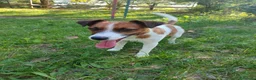 Jack Russell cani per accoppiamento: Jack Russel cerca femmina per monta a Provincia di Treviso - Annuncio 1