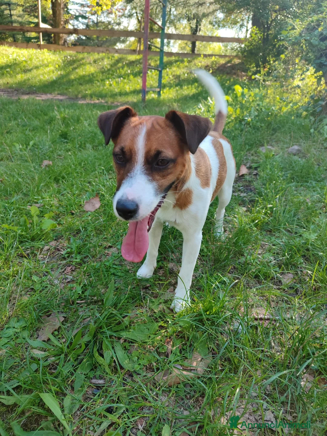 Jack Russell cani per accoppiamento: Jack Russel cerca femmina per monta a Provincia di Treviso - Annuncio 1