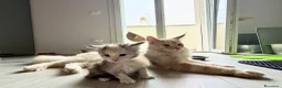 Maine Coon gatti in vendita: Maine coon cucciolo con pedigree  - Annuncio 2
