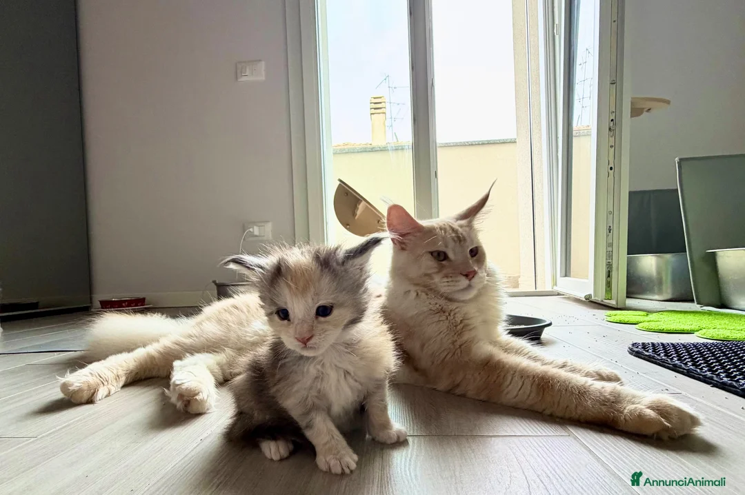 Maine Coon gatti in vendita: Maine coon cucciolo con pedigree  - Annuncio 2