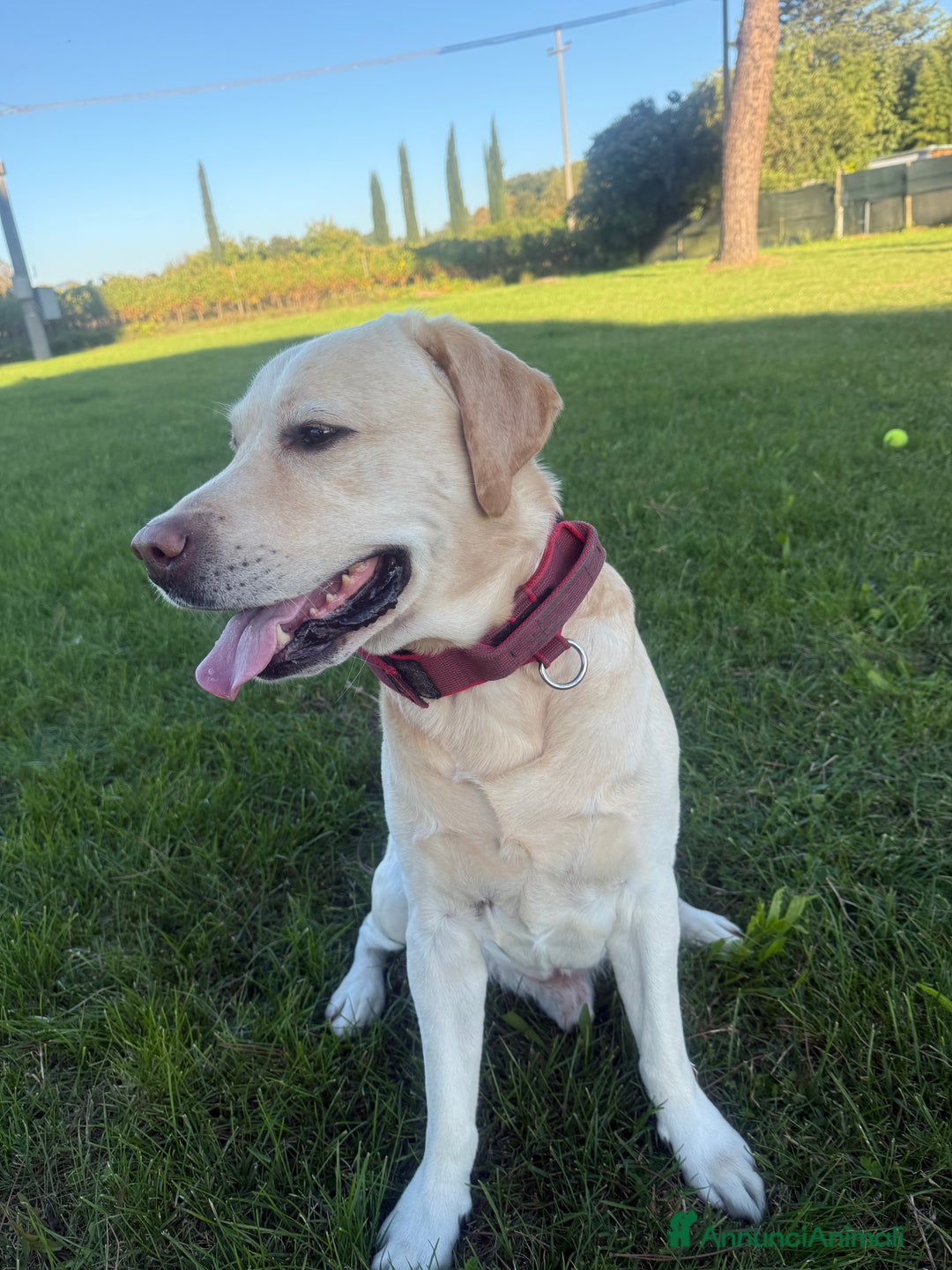 Labrador cani per accoppiamento: Cerco femmina di labrador per accoppiamento - Annuncio 7