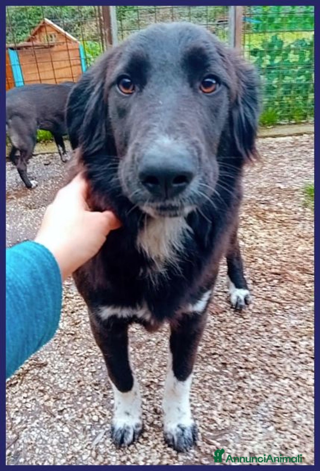 Meticcio cani in regalo: TALIA adorabile pelosetta 1anno - tg 20kg - Annuncio 5