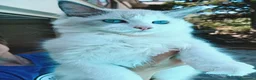Siberiano gatti in vendita: Disponibili ultimi cuccioli gatti neva masquerade - Annuncio 11
