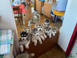 Husky cani Cuccioli di Husky - Annuncio 2