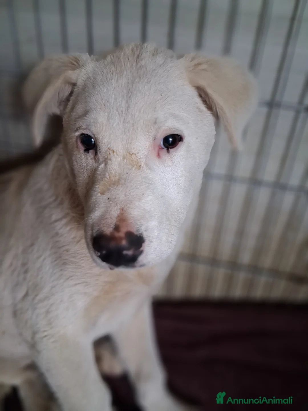 Meticcio cani in regalo: Cucciolo in canile  - Annuncio 5