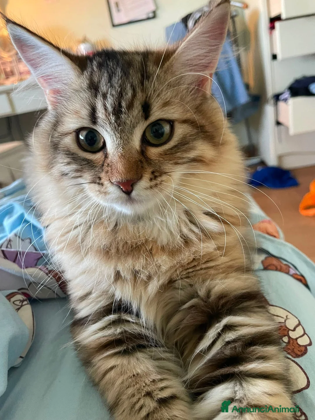 Siberiano gatti in vendita: Dolce Nina - Annuncio 1
