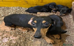 Bassotto cani in vendita: Cucciolo bassotto nano tedesco - Immagine 2