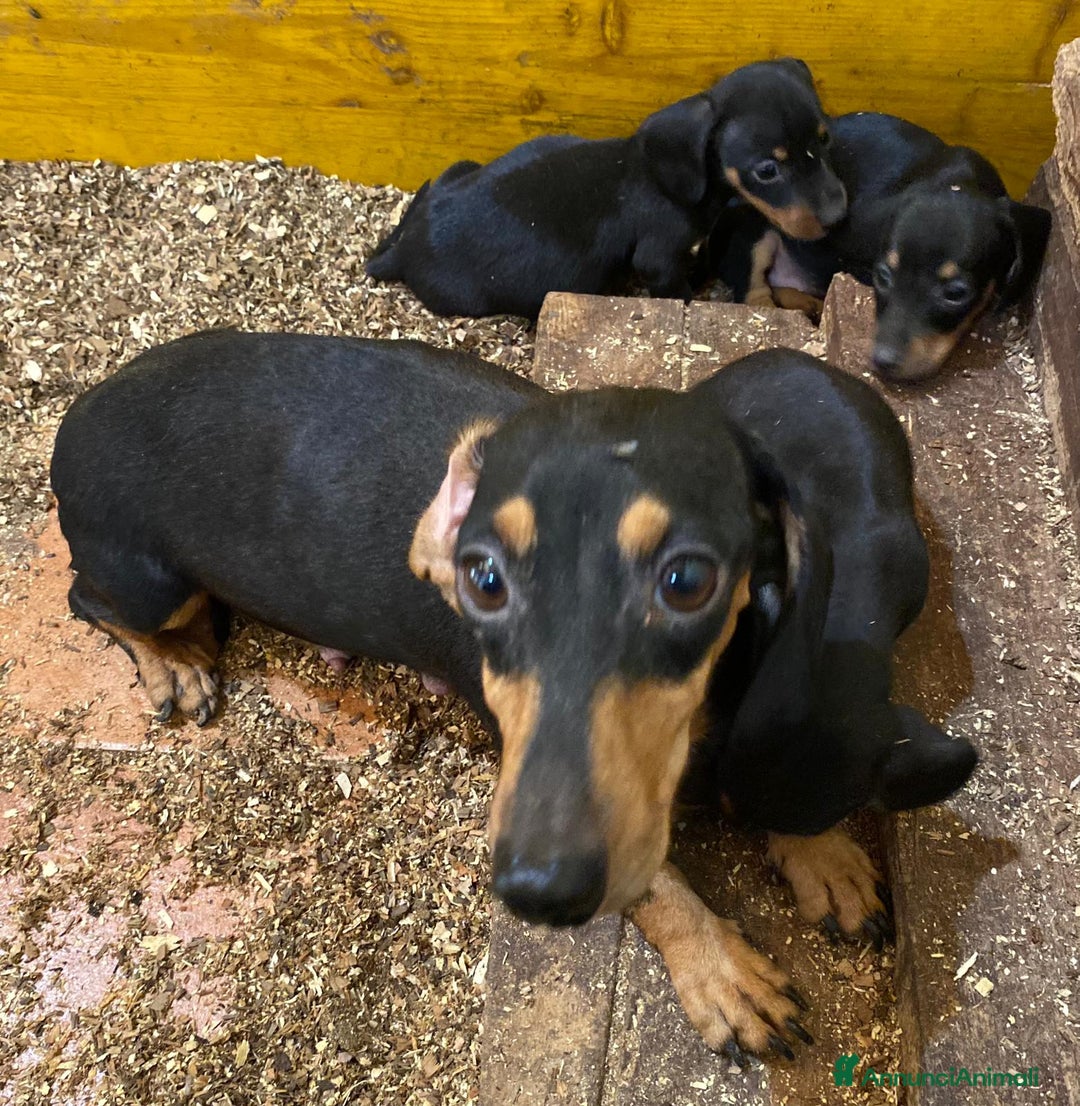 Bassotto cani in vendita: Cucciolo bassotto nano tedesco - Immagine 2