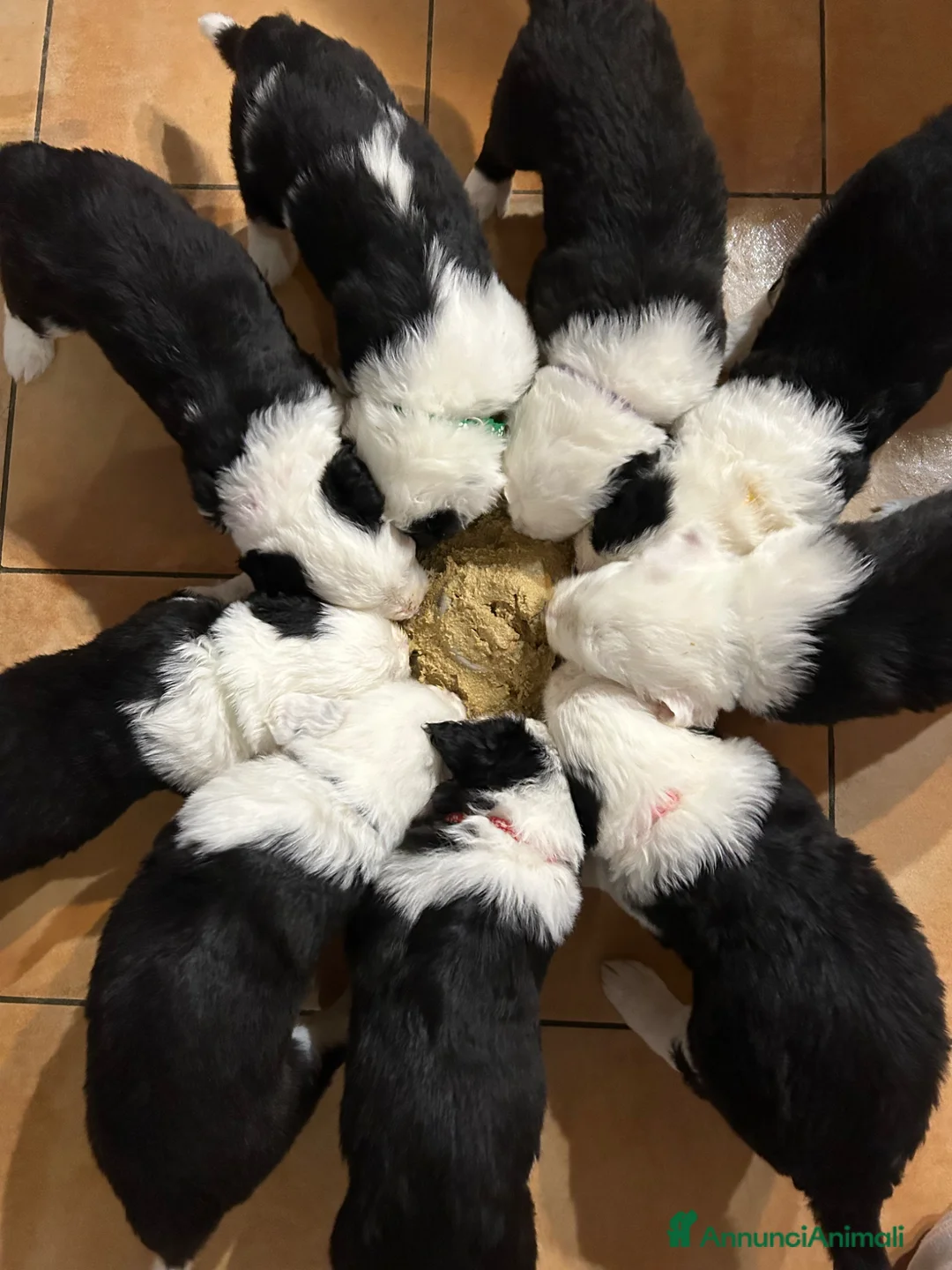 Bobtail cani in vendita: Cuccioli di Bobtail  a Città Metropolitana di Bologna - Annuncio 1