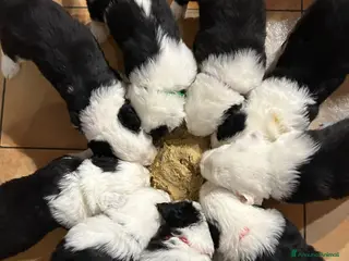 Bobtail cani Cuccioli di Bobtail - Annuncio 29