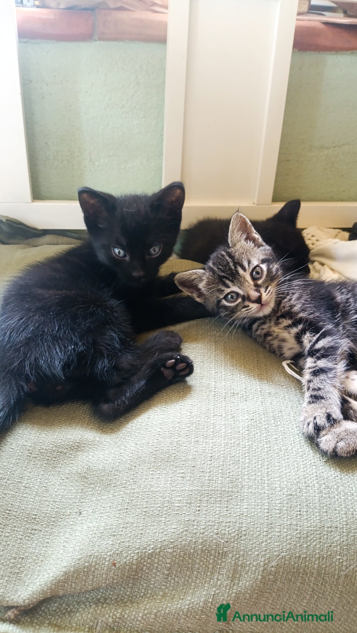 Europeo gatti in vendita: Vendita gattini  - Annuncio 5