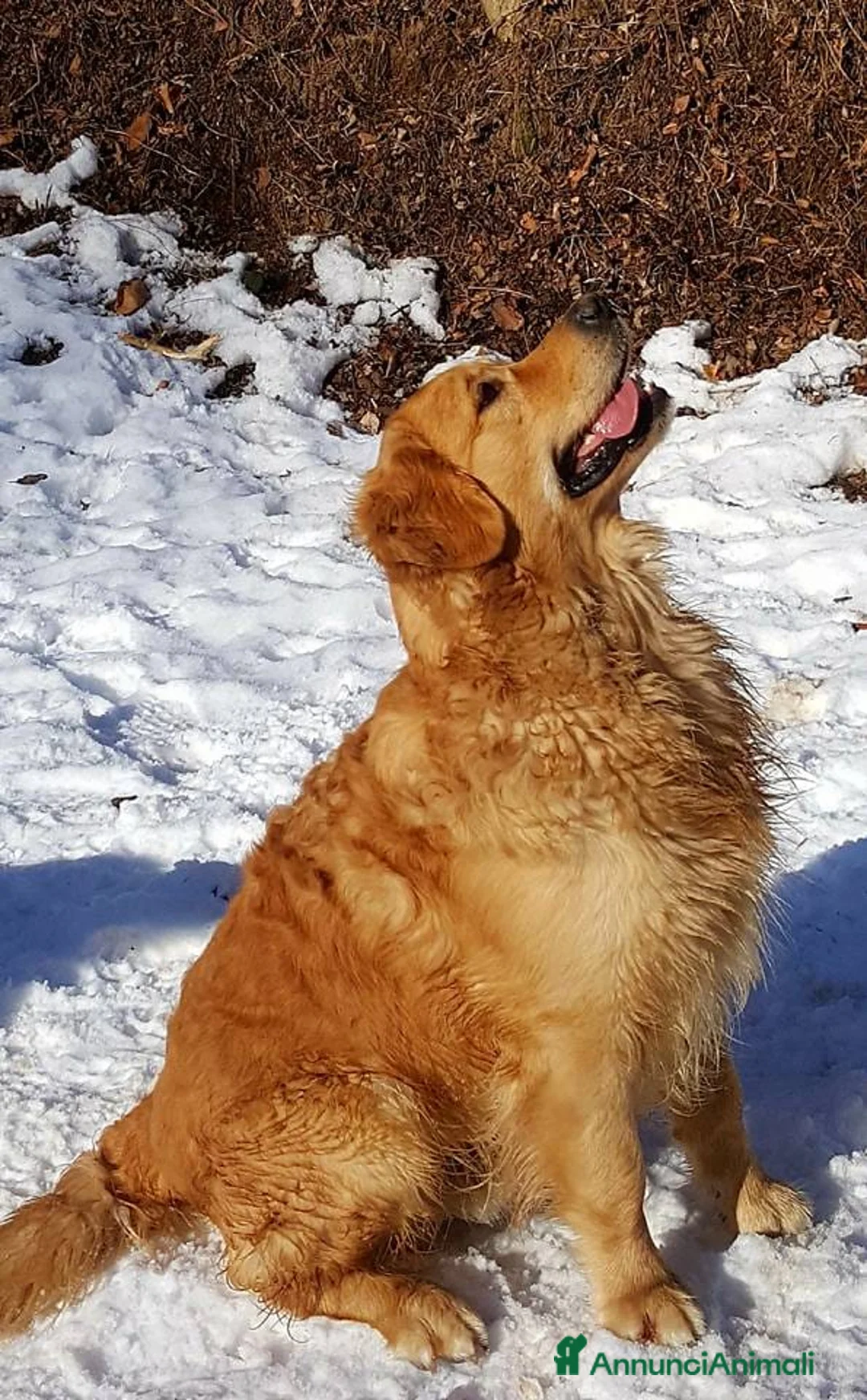 Immagine della galleria {{count}}