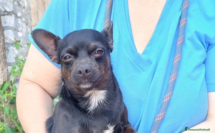 Chihuahua cani a Città metropolitana di Roma Capitale - Annuncio 5