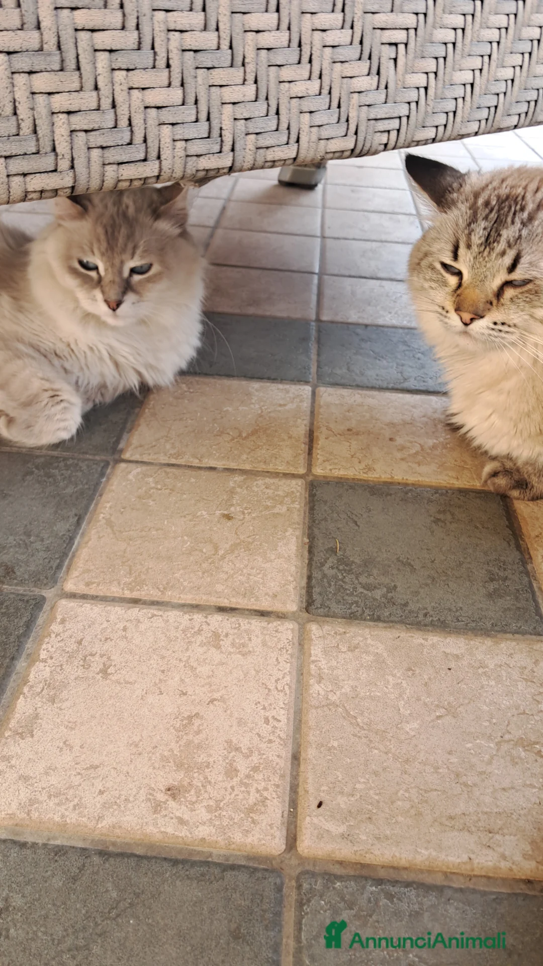 Siberiano gatti in vendita: Gatto siberiano neva  - Annuncio 2