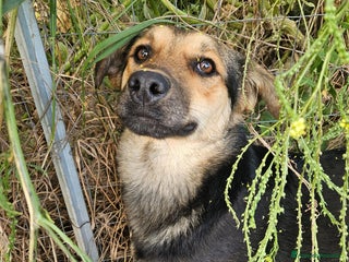 Meticcio cani Andrea: 1anno taglia contenuta timido dolce a Città Metropolitana di Genova - Annuncio 6