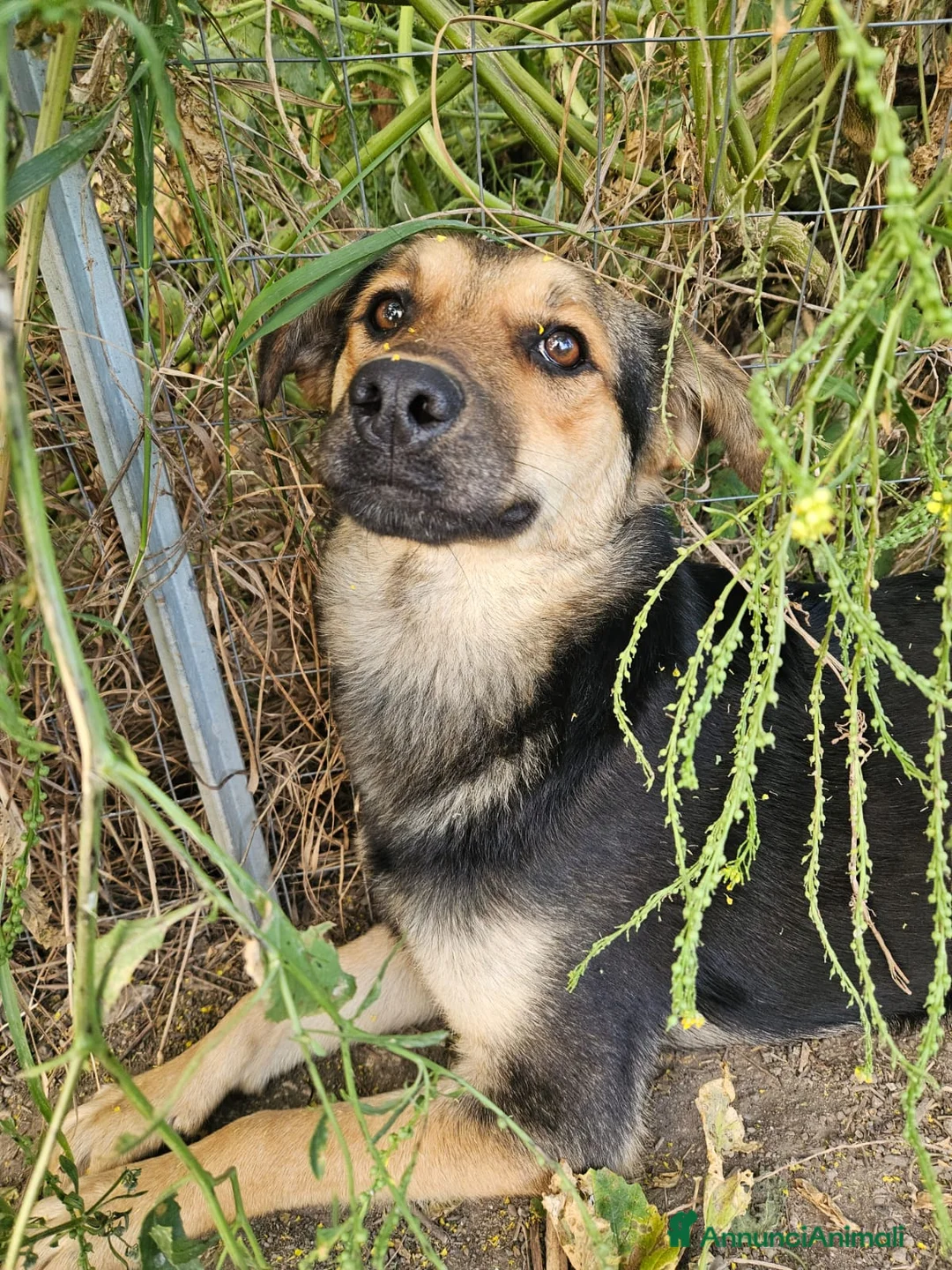 Meticcio cani in regalo: Andrea: 2 anni, timido e dolce - Annuncio 2