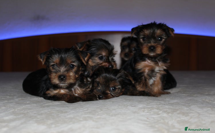 Yorkshire cani a Provincia di Vicenza - Annuncio 4