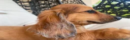 Bassotto Nano cani in vendita: Cucciolo di Bassotto Nano a Pelo Lungo a Città Metropolitana di Torino - Annuncio 4